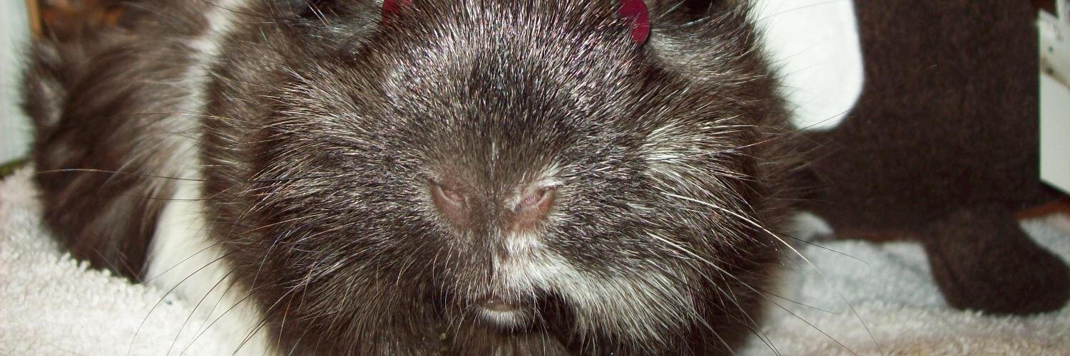FuzzyToday's profile banner image