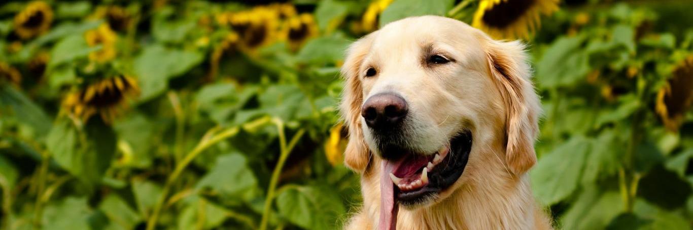 AGoldenDog's profile banner image