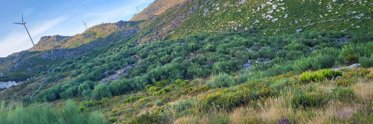 Roburna Forest banner