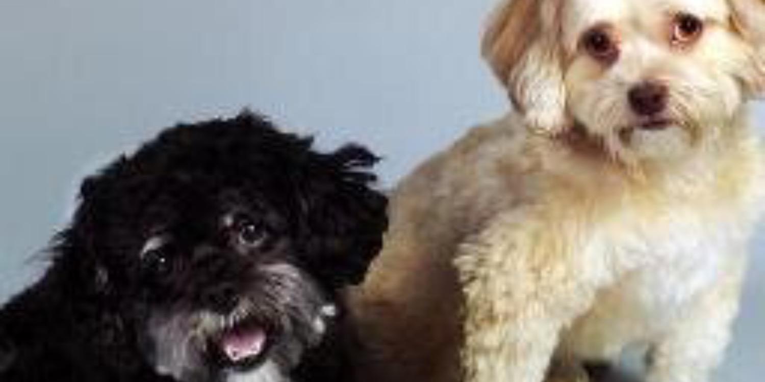 Dogs_Cats_Rule's profile banner image