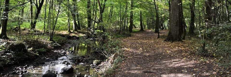 Cécile Denis Franceschi banner