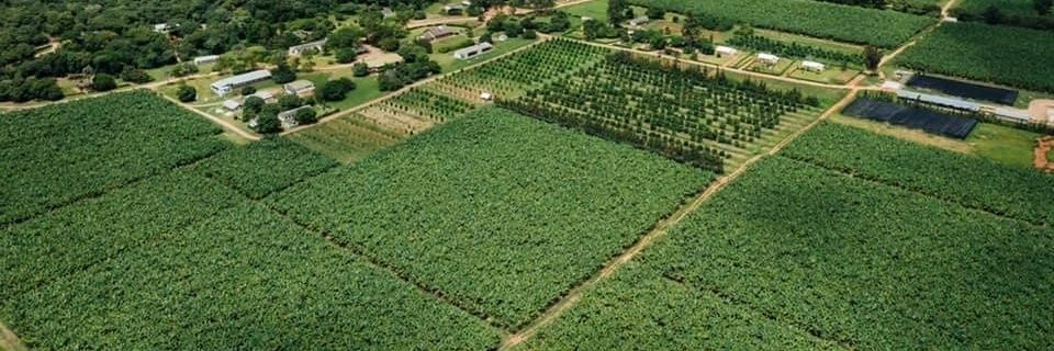 Taharqa Farms banner