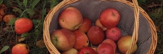 picii ₍ ..̮ ₎ banner