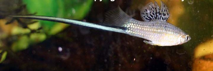 Lisachromis banner