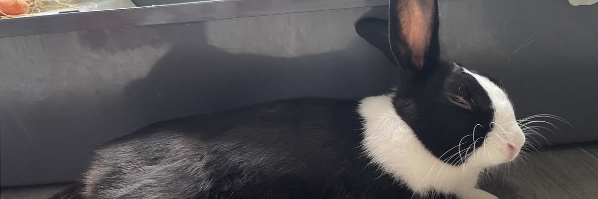 Carrot Cottage Rabbit Rescue's banner