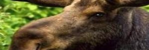 Anders Persson's banner