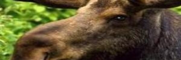 anders_per58566 Profile Banner