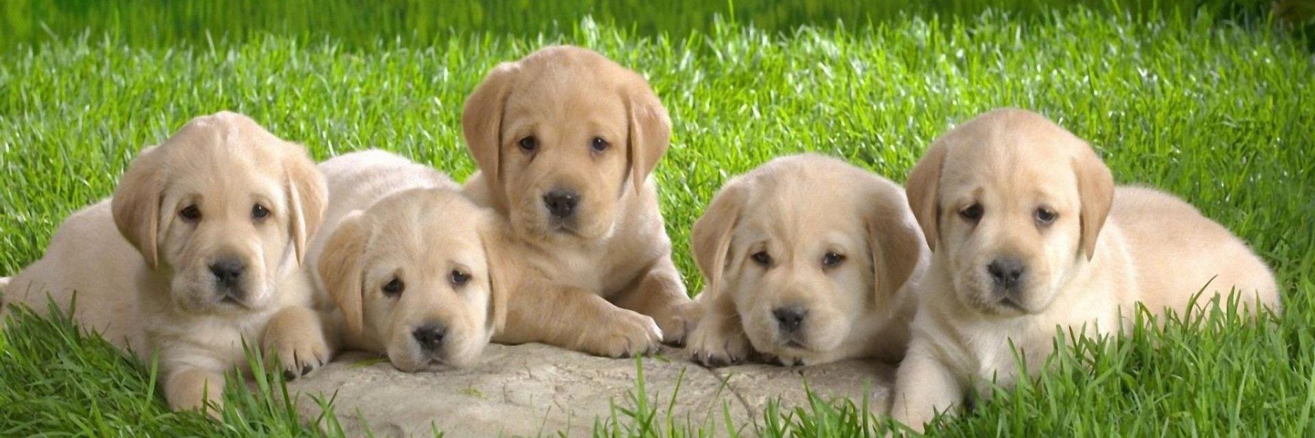 I Love Puppies banner