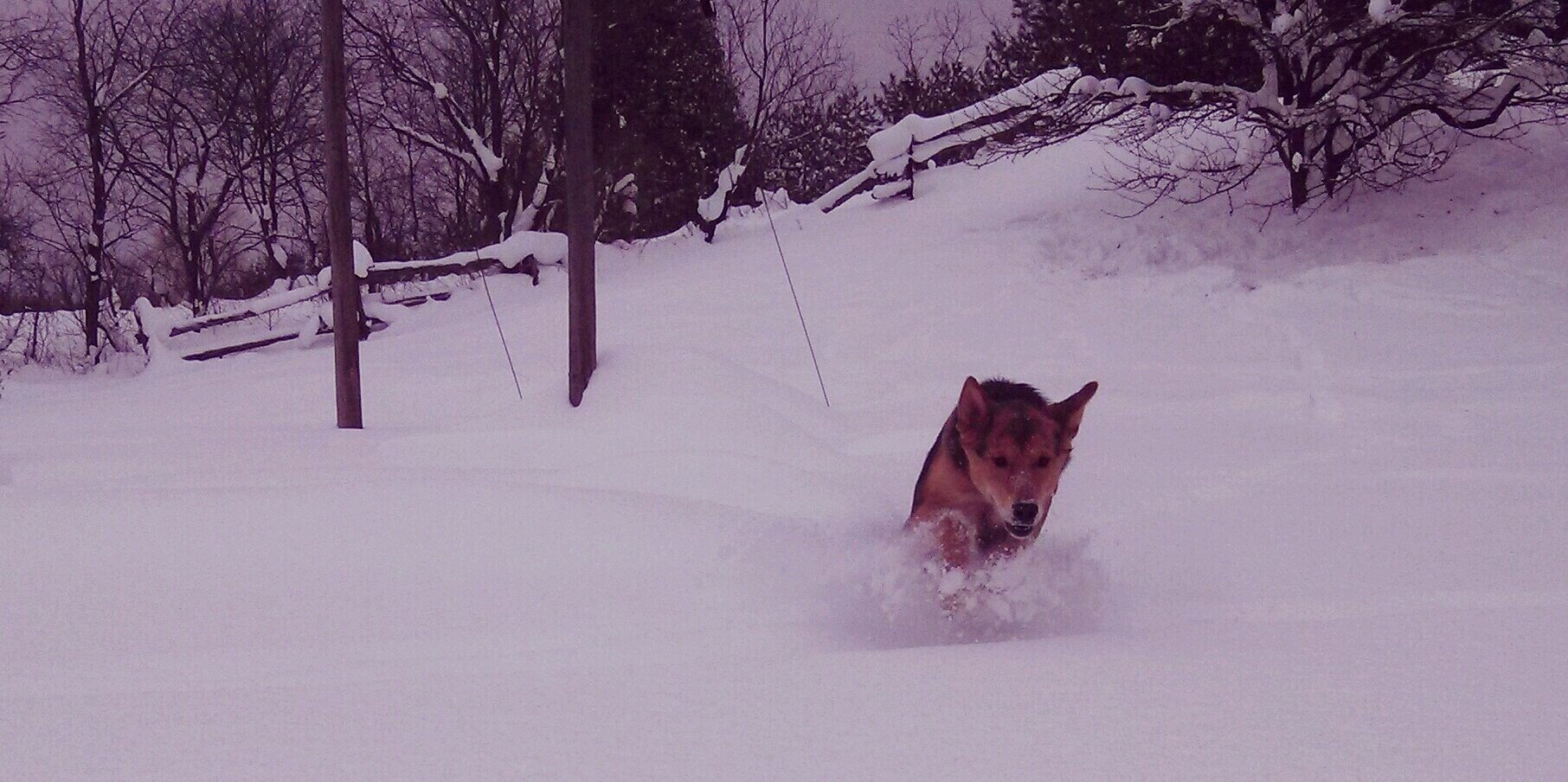 VixiePup's profile banner image