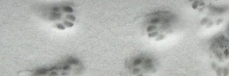 ซีซวน banner