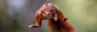contextsquirrel's profile banner image