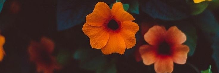 ninindyah's profile banner image