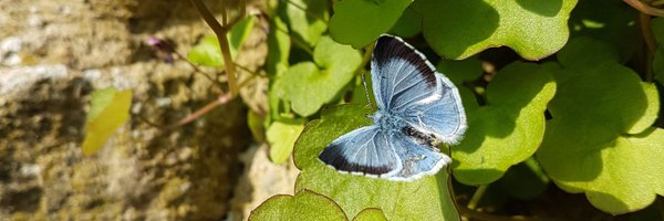 AngusMalmgren Profile Banner