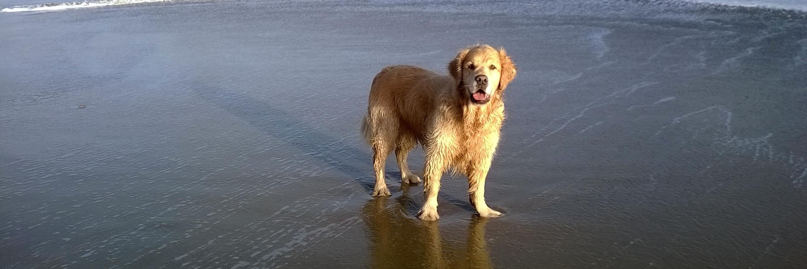 HarveyRetriever's profile banner image