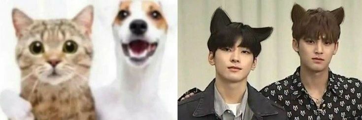 kisot 🐶 banner