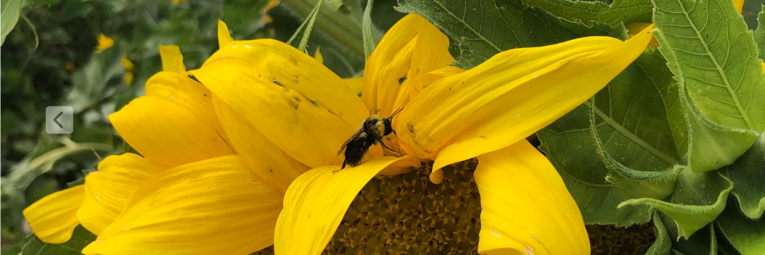 Margaret Stimson🇨🇦 banner
