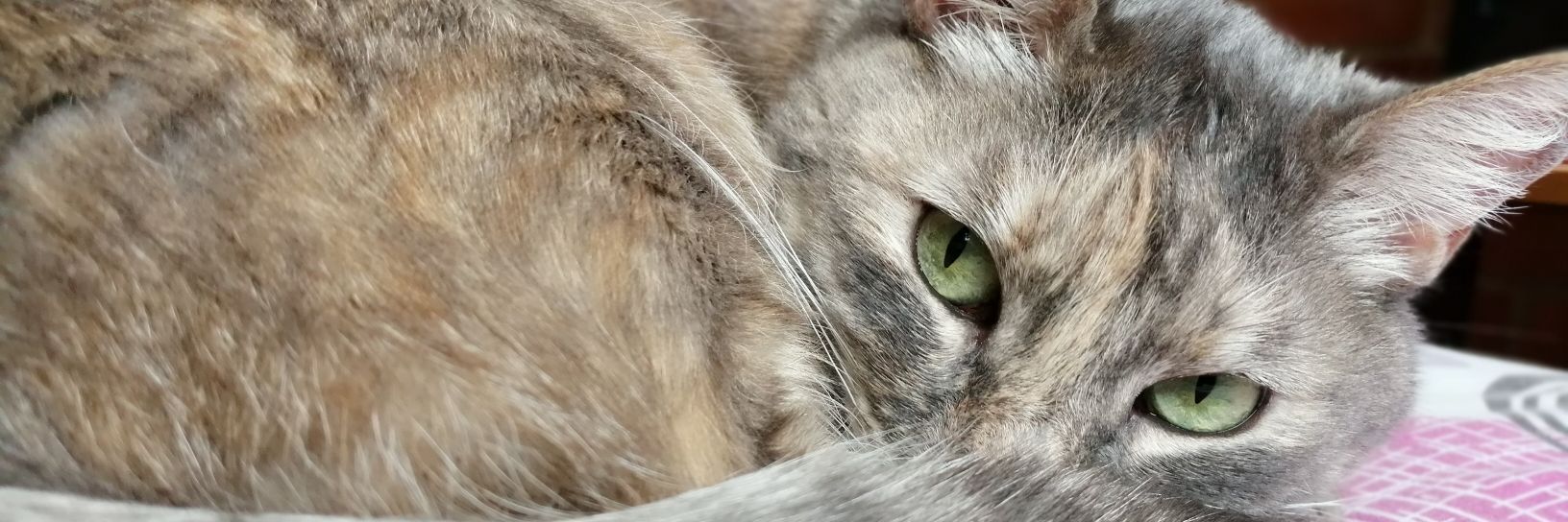 melichala's profile banner image