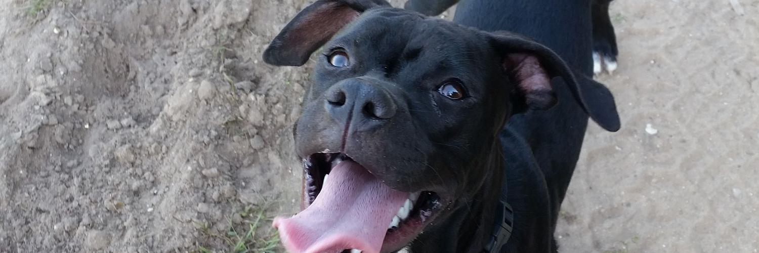 dewddrop's profile banner image
