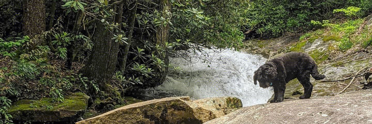 Alexandra Bell banner