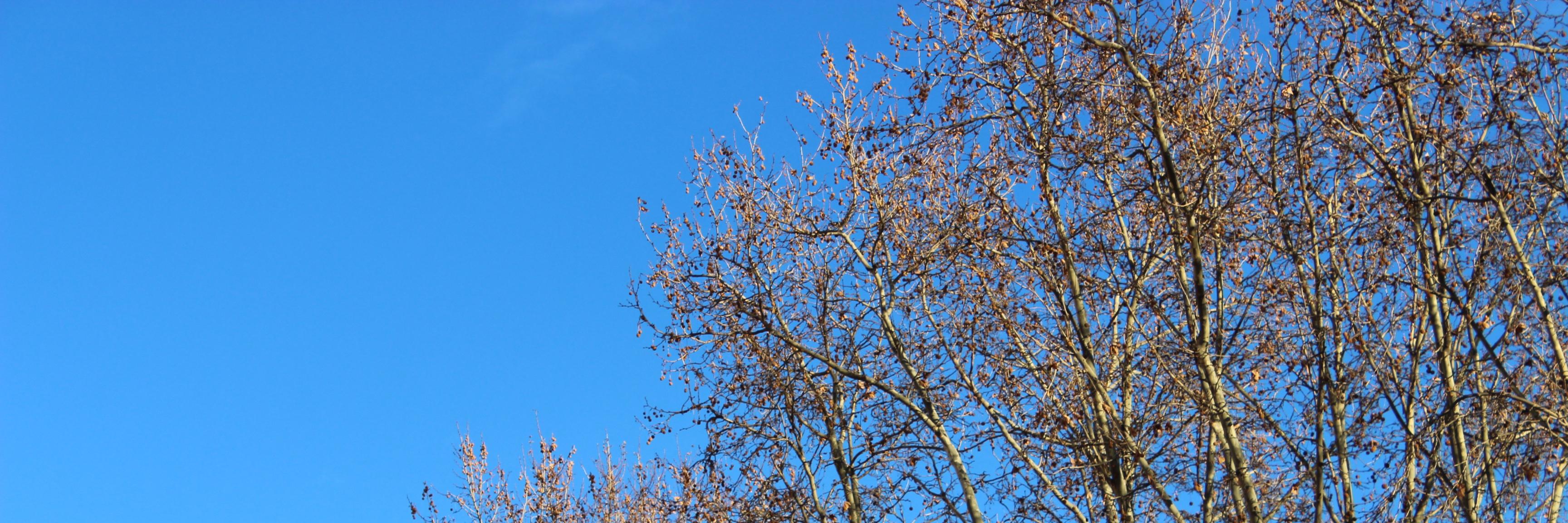 Mariana Campanatti banner
