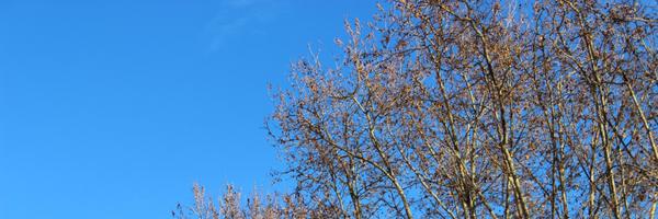 campa Profile Banner