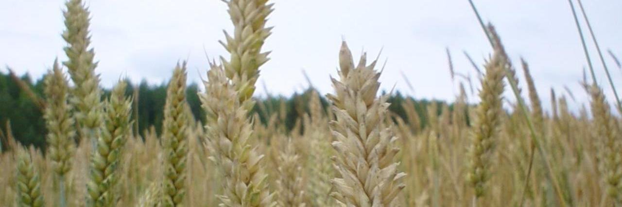 Twitter banner for @grains