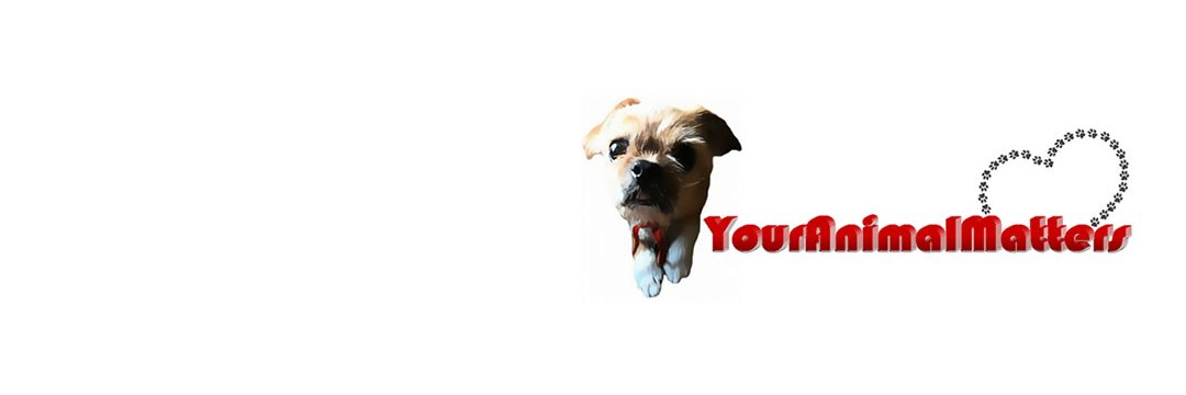 Animal_Matters's profile banner image