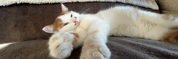 eepyfishymeow Profile Banner