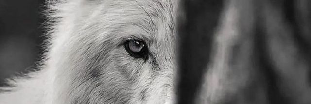 _mousavi__'s profile banner image