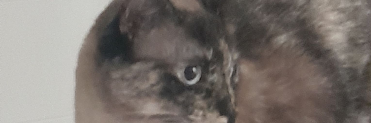 stars4lua's profile banner image