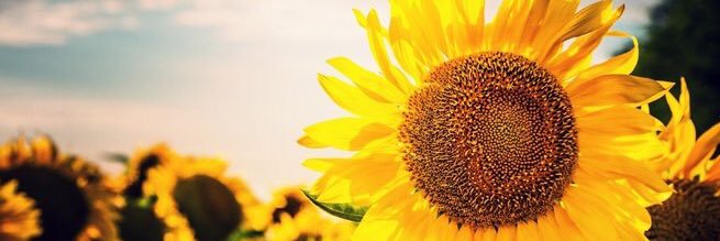ayaggyaa's profile banner image