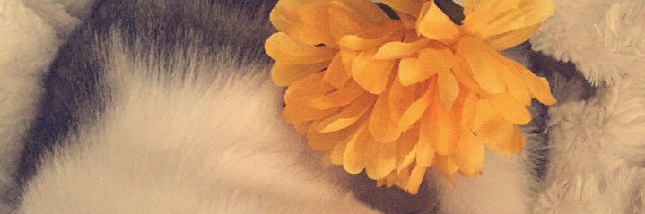 Jessica41411's profile banner image