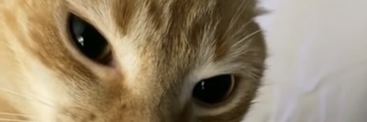 guavdad202's profile banner image