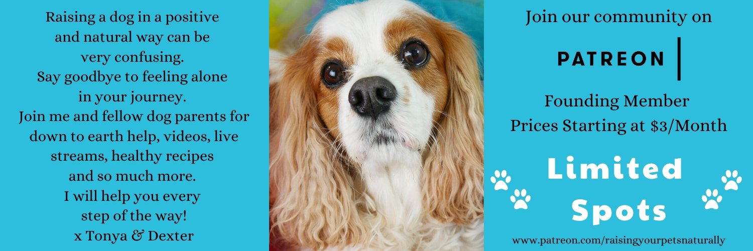dogtrainer4ever's profile banner image