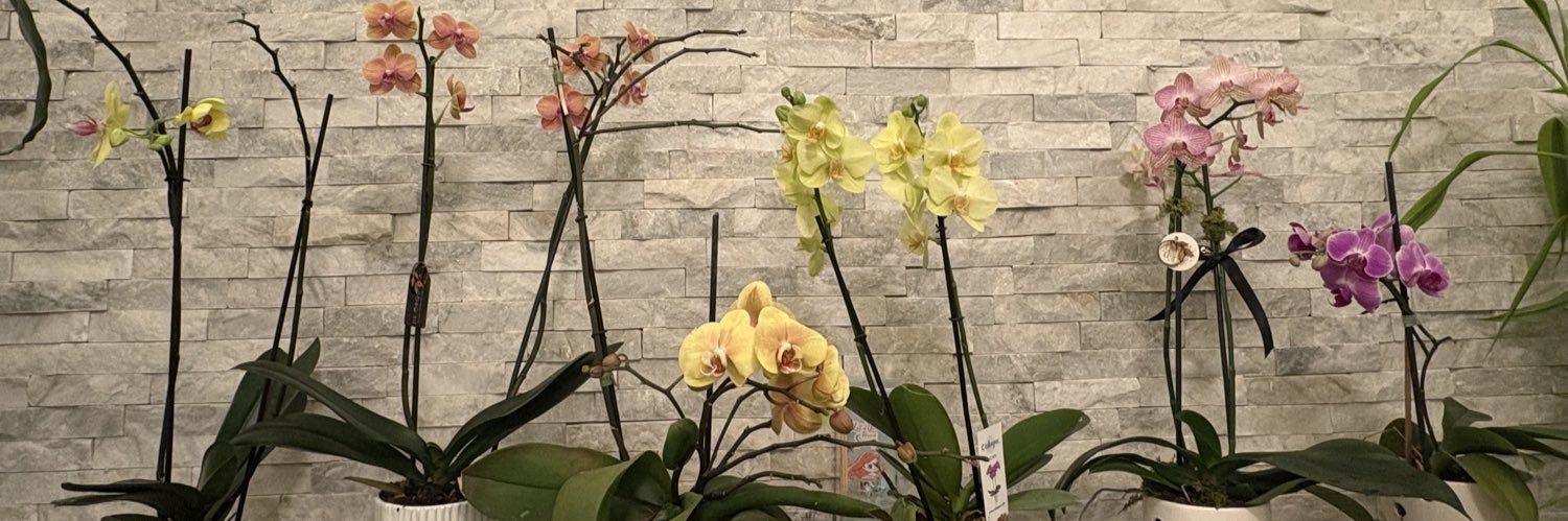 LizIbza's profile banner image