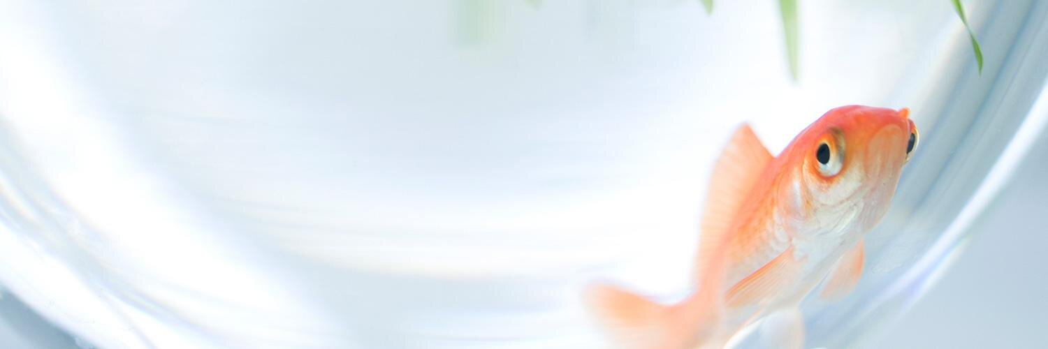ichijo's profile banner image