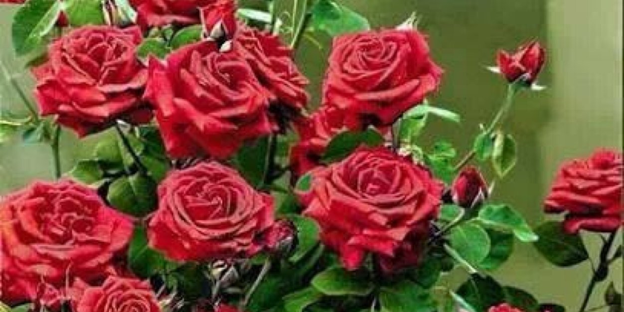 sayedahmed88's profile banner image