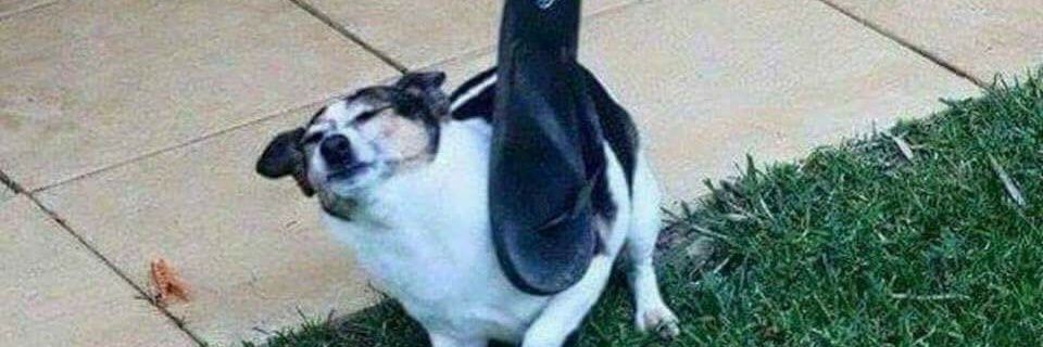 Revv420's profile banner image