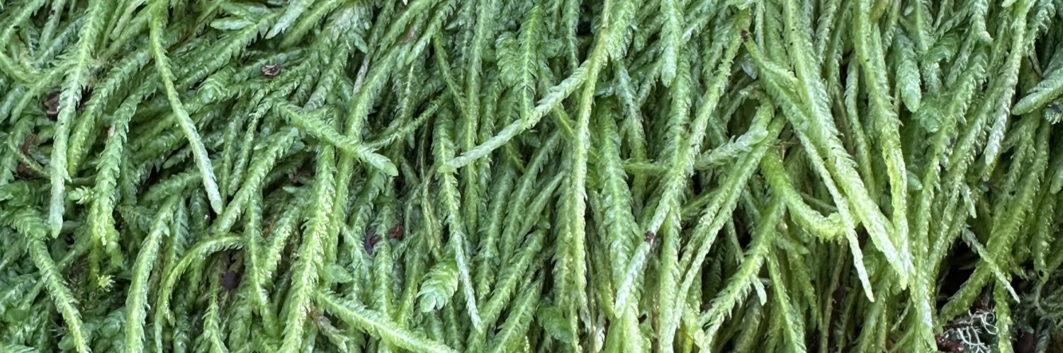 David Albright banner