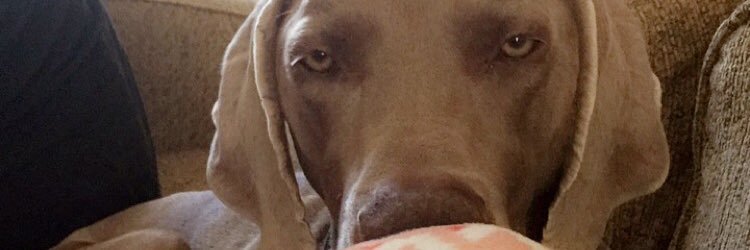 JaceyZerr's profile banner image
