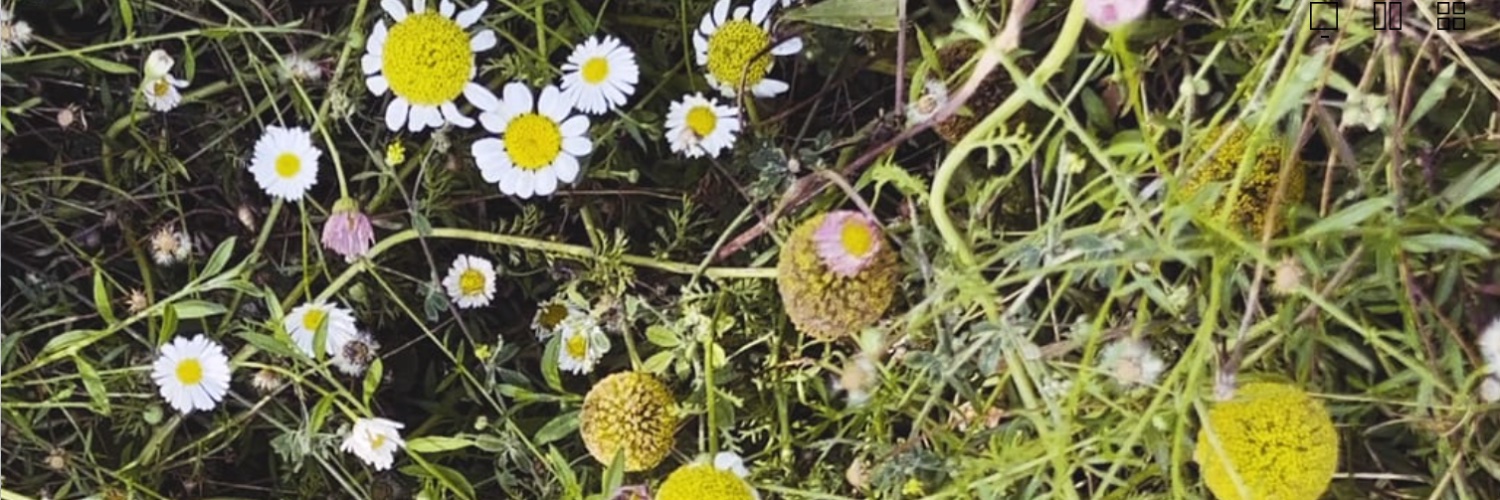 _AnnettePeacock's profile banner image