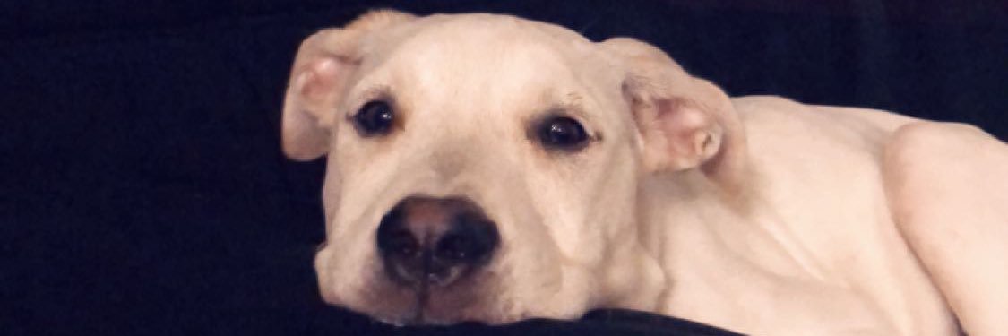 King_Loz's profile banner image