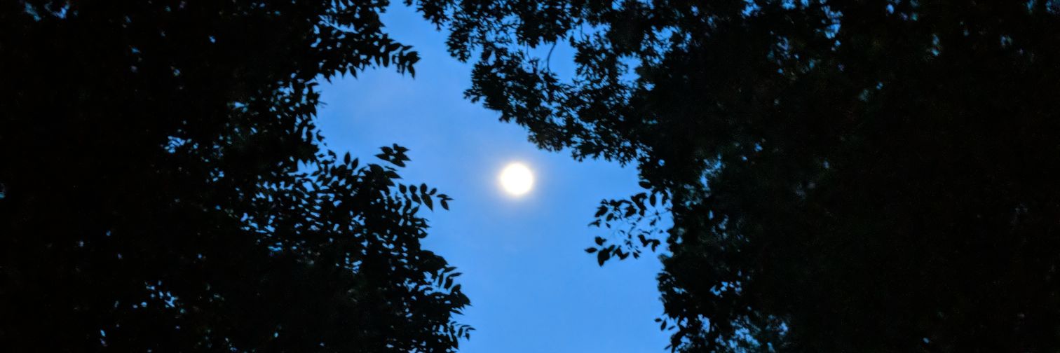 Elizabeth Friend banner