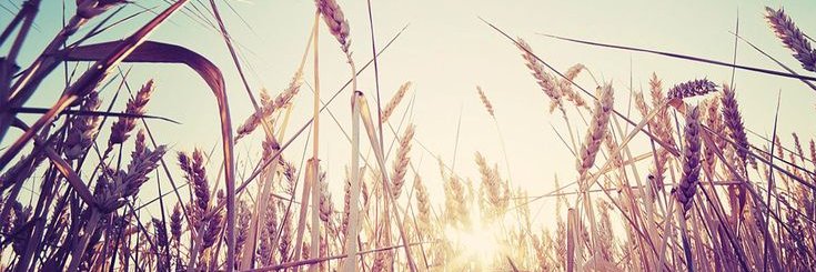 chicalaleska's profile banner image
