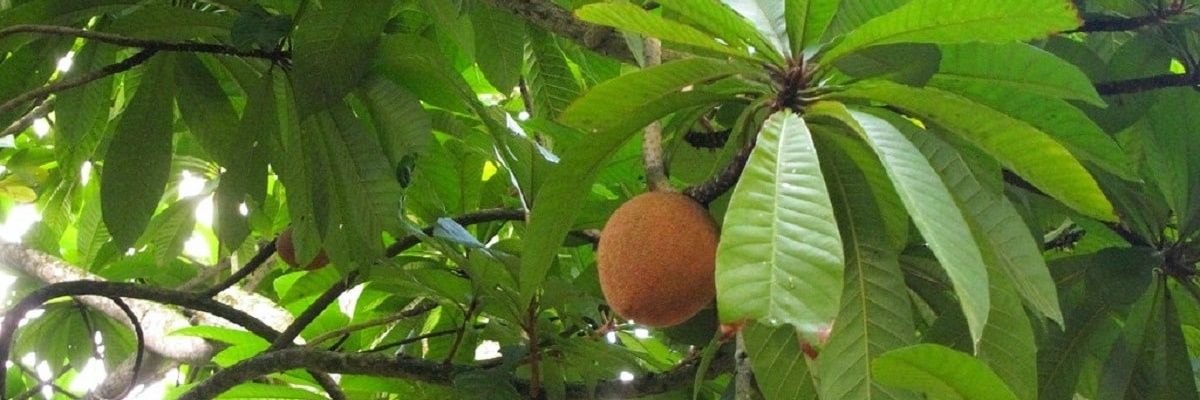 La hora de los mameyes banner