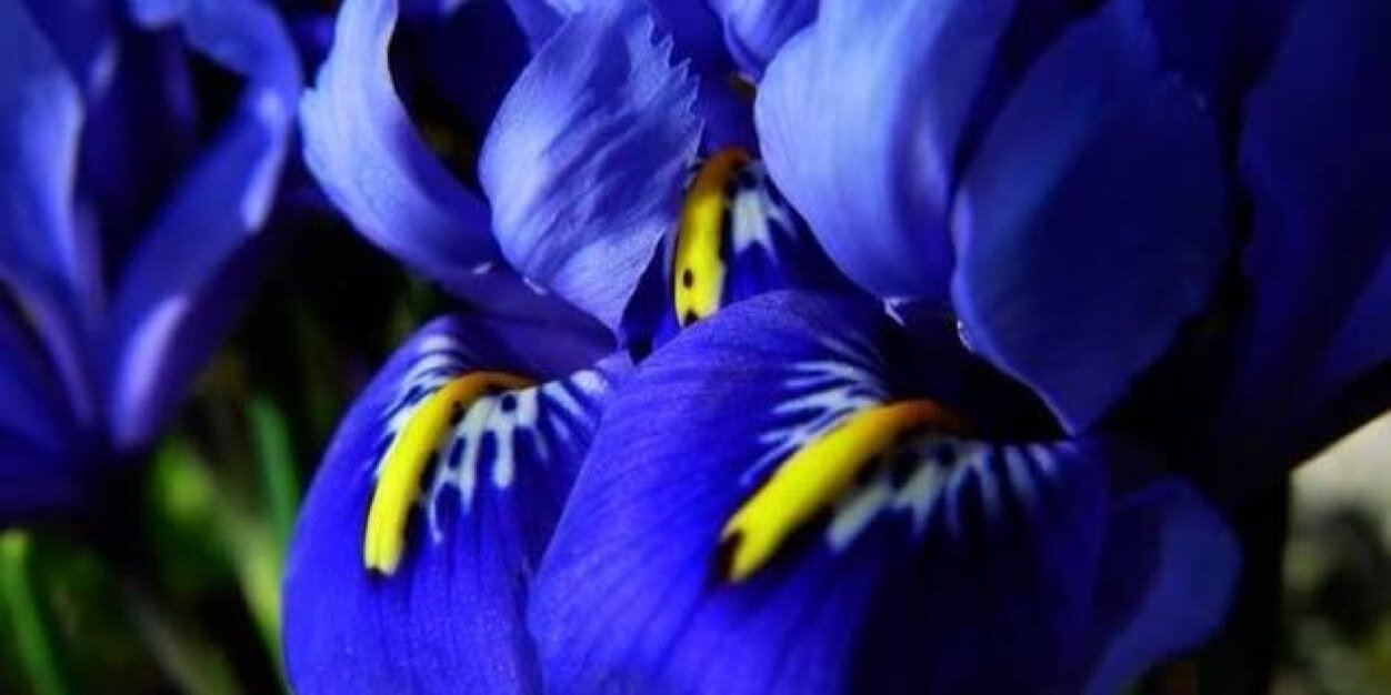 BlueIrisHealth's profile banner image