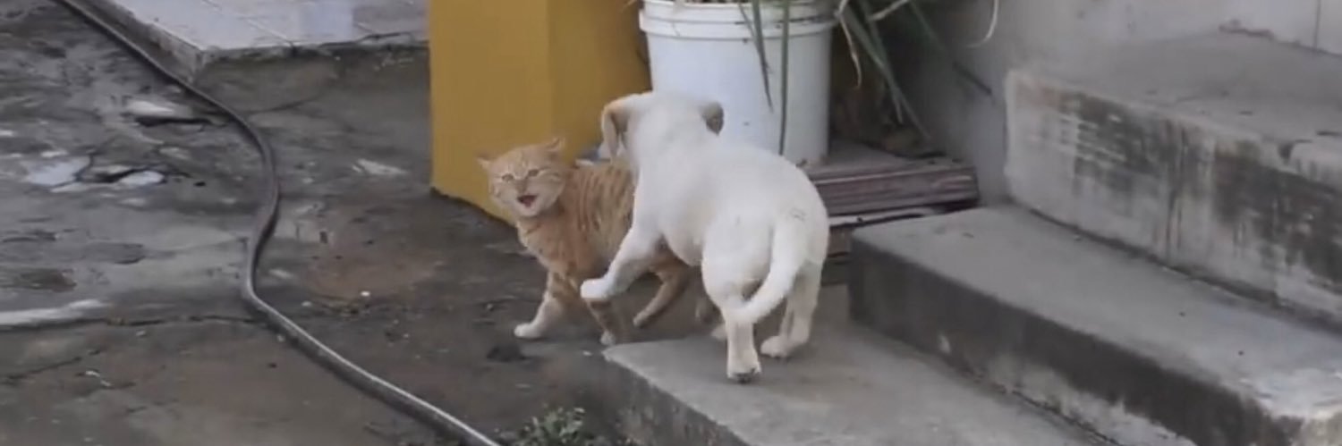 綾鷹（取引垢） banner