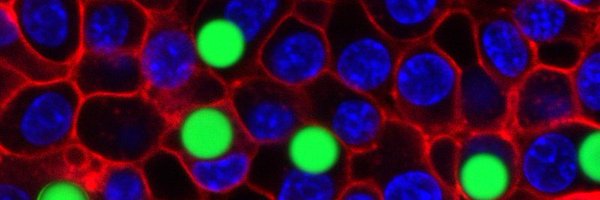 HumarLab Profile Banner