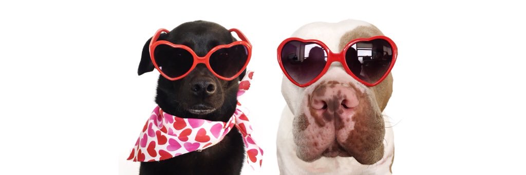 bicoastalite's profile banner image