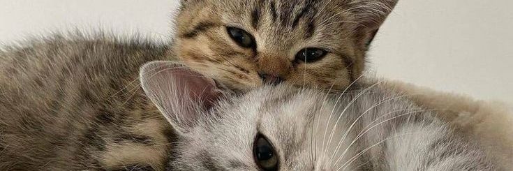 🐱🌼 banner